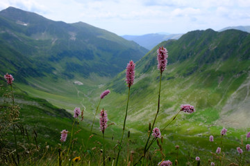 Rumunia, Karpaty Rumuńskie - Góry Fagaras, różowe kwiaty i Dolina Arges © Iwona