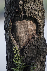 Heart in tree