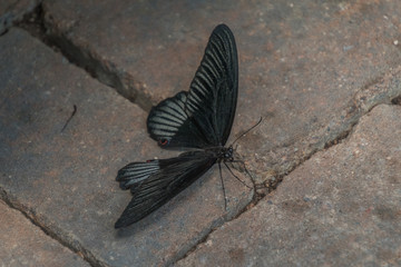 Schmetterlings haus Boltenhagen