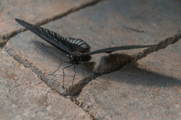 Schmetterlingshaus Boltenhagen