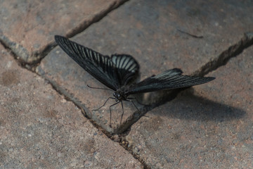 Schmetterlingshaus Boltenhagen