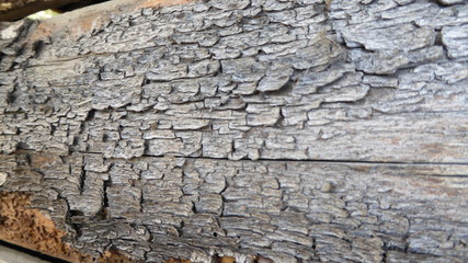 Holz - Struktur