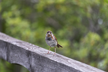 Bruant des marais, Swamp Sparrow Embérizidés Québec Estrie Canada