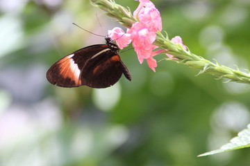 Schmetterling