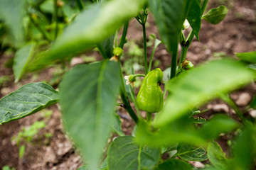 Green pepper in the garden