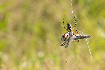Nephila Spider eating  locus