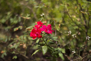 Obraz premium Beautiful Flowers Growing And Blooming In A City Park's Flower Garden.