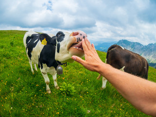 POV cow licks male hand at mountain pasture in Switzerland