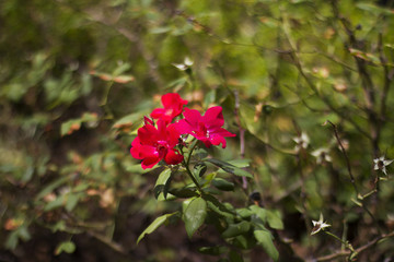 Beautiful Flowers Growing And Blooming In A City Park's Flower Garden.