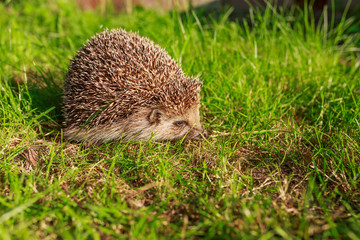 Hedgehog, wild, native, European hedgehog on green moss with blurred green background.