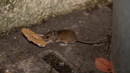 Maus will den Keks