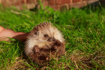 Hedgehog, wild, native, European hedgehog on green moss with blurred green background.