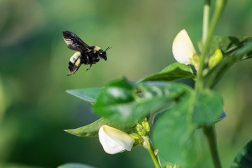 Bumble bee flying near flower