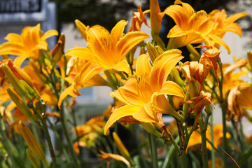 Fototapeta na wymiar Beautiful Flowers Growing And Blooming In A City Park's Flower Garden.