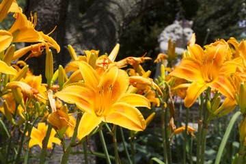 Beautiful Flowers Growing And Blooming In A City Park's Flower Garden.