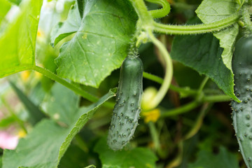 Cucumber growing in garden