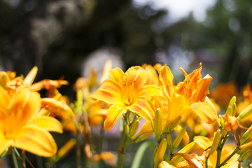 Beautiful Flowers Growing And Blooming In A City Park's Flower Garden.