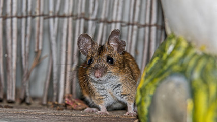 Neugierige Maus