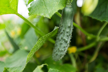 Cucumber growing in garden