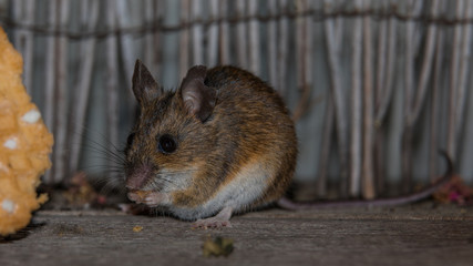 Maus beim naschen
