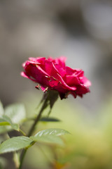 Fototapeta premium Beautiful Flowers Growing And Blooming In A City Park's Flower Garden.