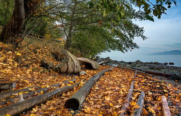 Autumn on a wild beach, several dead trees lie on a slope, the hill is strewn with yellow fallen leaves on  the background of cloudy sky, picture was taken at the  Acadia Beach, Vancouver Canada
