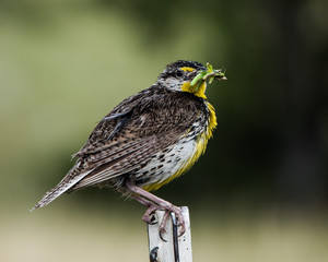 Meadowlark with grasshoppers