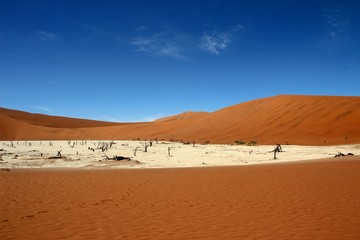 Toter Baum in der Namib