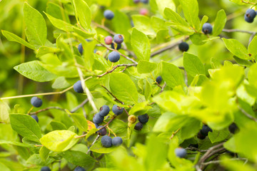 Blueberries, Wild Naturally Growing Blueberries, Mother Natures Candy