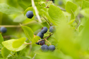 Blueberries, Wild Naturally Growing Blueberries, Mother Natures Candy