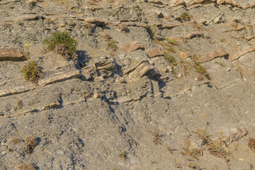 Plants growing on the rocks at sunset.