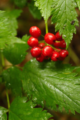Bright Red Crimson Shiny Berries and Close Up Detail With Vibrant Green Veined Wet Leaf