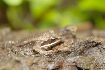 Macro Close Up of a Wood Frog with Soft Focus Brown Log Green Forest Natural Camouflage Background
