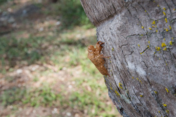 Une mue de cigale sur un tronc d'arbre dans l’Ardèche en France