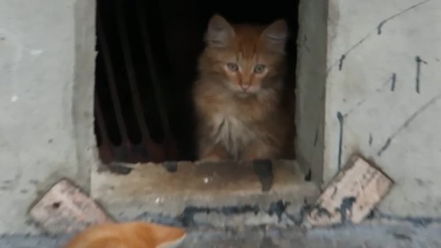 Котенок наблюдает за игрой брата