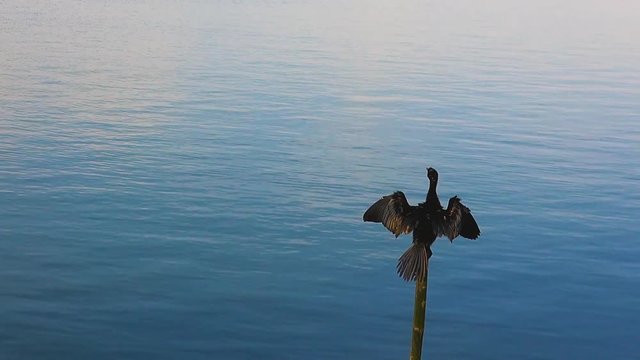 An Indian Cormorant or Indian Shag(Phalacrocorax fuscicollis) drys  it's wings. Class: Aves, Order: Suliformes, Family: Phalacrocoracidae, Genus: Phalacrocorax.