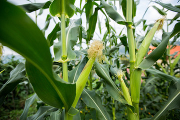 Obraz premium Corn field.Agriculture and rural concept