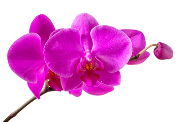 Fototapeta na wymiar Delicate pink orchids