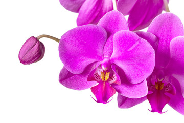 Naklejka na ściany i meble Flowering pink orchid