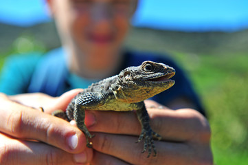 Grey lizard in hands of young zoologist