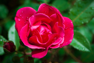 A close up macro shot of a red rose with raindrops