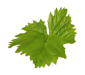 grape leaf isolated on white background