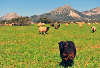 Sheep in green valley, Naxos island