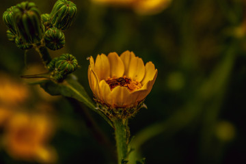 Fly in flower