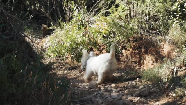 Dog walking contry trail
