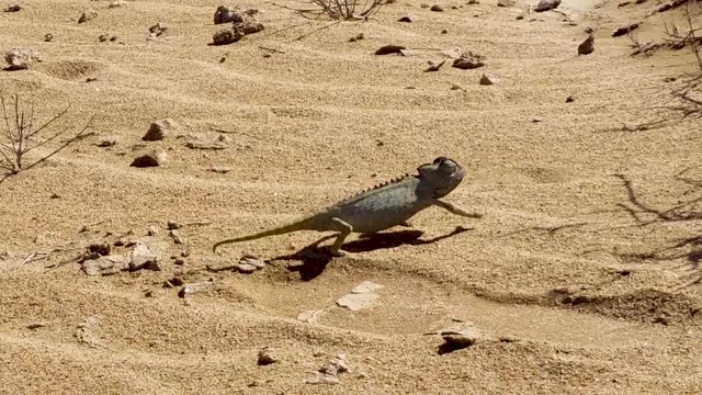Chameleon walking on sandy desert