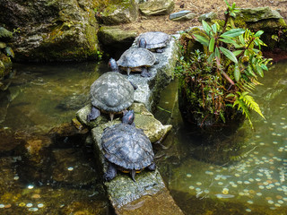 Turtles' Basking at Japanese Shrine 