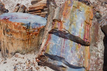 A rainbow petrified log