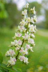 chestnut flowers on a meadow background. closeup. bokeh.