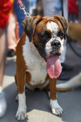 Boxer dog on a leash sitting and sticking tongue out